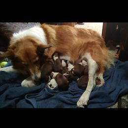 Old Time Scotch Collie Puppies from Hideaway Farm Scotch Collies