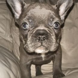Boxers and French Bulldogs from Williams Creek Kennels