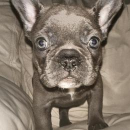 Boxers and French Bulldogs from Williams Creek Kennels