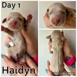 Haidyn - Cream male Dachshund puppy in Michigan from M.H.P Dachshunds