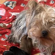 Shorkies from Hope Shih tzu and Shorkie