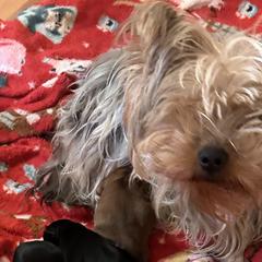 Shorkies from Hope Shih tzu and Shorkie