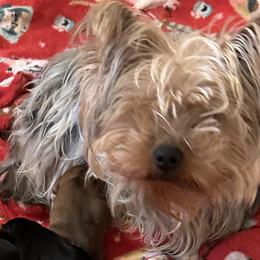 Shorkies from Hope Shih tzu and Shorkie