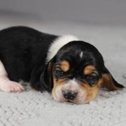 Boy 4 - Black tan and white male Basset Hound puppy in Idaho from Welcome Home Bassets