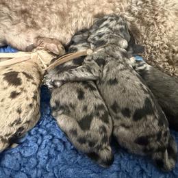 Meadow - Blue merle male Bernedoodle puppy in Fort Collins, Colorado from Front Range Family Doodles