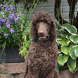 Dani - Bernedoodle