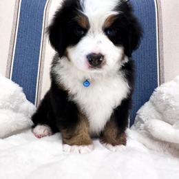 Bernese Mountain Dog Puppies from Red Bridge Berners
