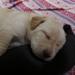 Labrador Retrievers from Darby Trim's Labrador Retrievers