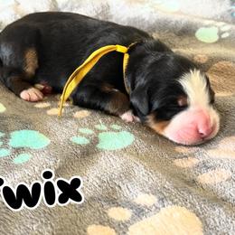 Twix - Tri-color female Bernese Mountain Dog puppy in Ramona, California from Buendias Ranch Saint Bernards & Bernese Mountain Dogs