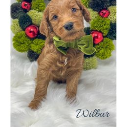 Wilbur - Red  male Goldendoodle puppy in State Road, North Carolina from Must Love Doodles