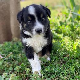 Oliver (AKC and ASDR) - Black tri male Miniature American Shepherd puppy in Stockton, Missouri from Kizmit Farmz