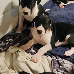 Mantle male - Mantle male Great Dane puppy in Gig Harbor, Washington from Lakaya Danes