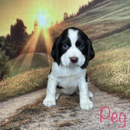 Peg - English Springer Spaniel puppy in Pine Island, Minnesota from Country Breeze Springer Spaniels