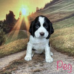 Peg - English Springer Spaniel puppy in Pine Island, Minnesota from Country Breeze Springer Spaniels
