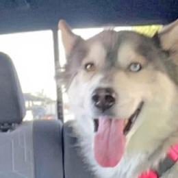 Siberian Huskies from Starry Sky Siberians