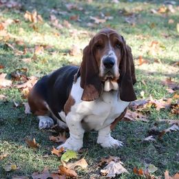 Bumper - Basset Hound