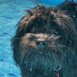 Poodles and Shihpoos from Peace, Love, and Puppies at the Creek