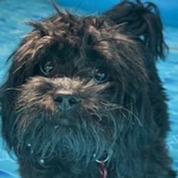 Poodles and Shihpoos from Peace, Love, and Puppies at the Creek