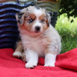 "Lily" - Blue merle Australian Shepherd puppy in Noxon, Montana from MITIN Aussies AKC Standard Australian Shepherds