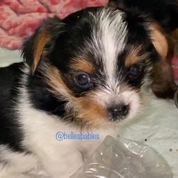 Yorkshire Terrier Puppies from Belle's Yorkie Babies