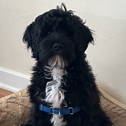Portuguese Water Dog Puppies from Sunnybay Portuguese Water Dogs