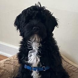 Portuguese Water Dog Puppies from Sunnybay Portuguese Water Dogs