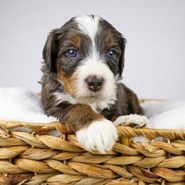 Chikku (tan collar) - Merle male Bernedoodle puppy in Lehi, Utah from Heart J Bernedoodles