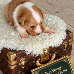 Girl 2 fluffy - Fawn female Pembroke Welsh Corgi puppy in Huntington Beach, California from Gingerbread