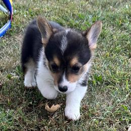 Ella - Black and tan female Pembroke Welsh Corgi puppy in Blair, Wisconsin from Sandy’s Pet Grooming and Boarding & AKC Corgis