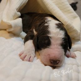 Aussiedoodle, Poodle, and Sheepadoodle Puppies from BellCoop Ranch