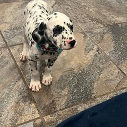 Kit Kat - White and black male Dalmatian puppy in Austin, Texas from Dazzling Dalz