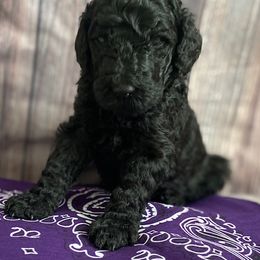 Girl 3 - Poodle puppy in Thornton, Colorado from Shandy Poodle