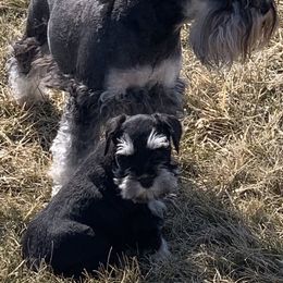 Miniature Schnauzer Puppies from Caesars Creek Miniature Schnauzers