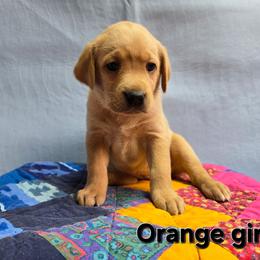 Girl 8 - Yellow female Labrador Retriever puppy in Potosi, Wisconsin from Point and Flush Gun Dogs