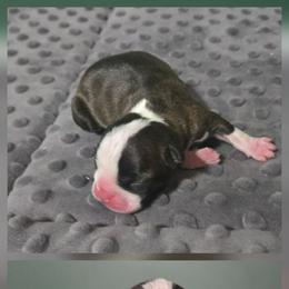 Maple - Brindle and white female Boston Terrier puppy in Beaverdam, Virginia from Howell Terriers