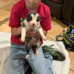 Blue girl 3 - White and blue female Border Collie puppy in Bogata, Texas from Celtic Farms Border Collies and Danes