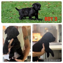 Boy 3 - Cane Corso puppy in Tennessee from Nuovo Inizi Kennels