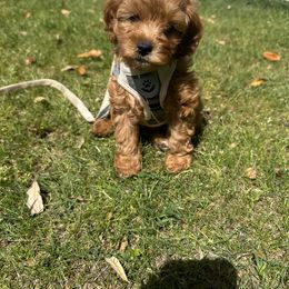 Cavapoo and Poodle Puppies from Klaus Poodles