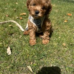 Cavapoo and Poodle Puppies from Klaus Poodles