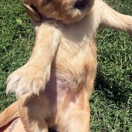 Goldendoodle Puppies from Silver Barn Doodles