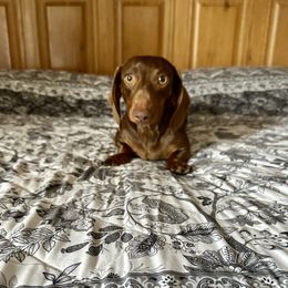 Evee - Dachshund