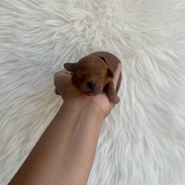 Milo - Red  male Poodle puppy in Okc, Oklahoma from Designer Poos By Diva