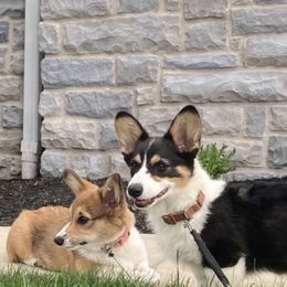 Pembroke Welsh Corgi Puppies from Coyote Creek Corgis