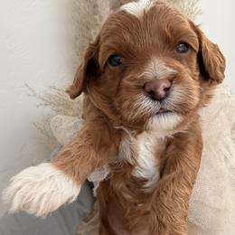 Primrose - Red female Cavapoo puppy in Tucson, Arizona from Cavapoo Puppy Parade