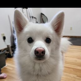 Mickie - Pomsky