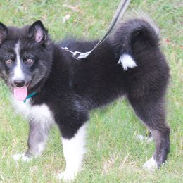Pomsky Puppies from Highpoint Pomskies