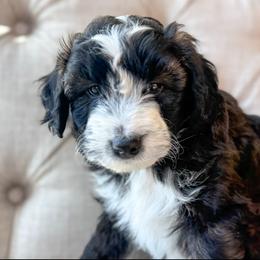 Sweet Potatoes🧡 - Brown and white female Aussiedoodle puppy in Granbury, Texas from Triple Cross Doodles