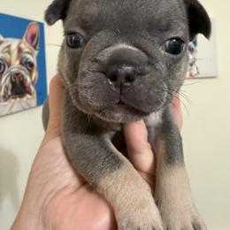 Merry - Blue female French Bulldog puppy in Lakeland, Florida from Fur Love And Puppies