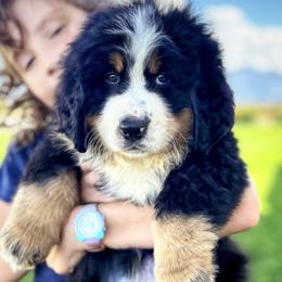 Bernese Mountain Dog Puppies from Golden Willow Puppies
