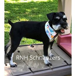 Pepper - Miniature Schnauzer